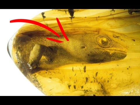 Ancient Gecko trapped in amber!