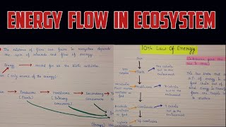 Energy flow in ecosystem | Flow of energy in ecosystem | Energy flow in ecosystem