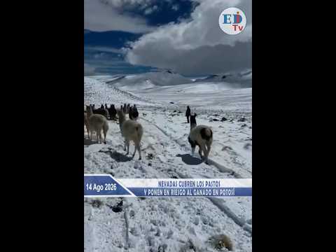 Nevadas cubren los pastos y ponen en riesgo al ganado en Potosí