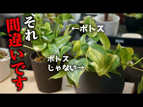 被子植物の木7.png