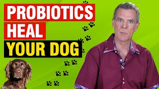 Probiotics For Dogs Diarrhea, Yeast and Gas (12 Benefits, 1 BEST Remedy)