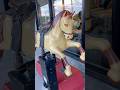 Vintage Coin Operated Mechanical Pony Ride Toy