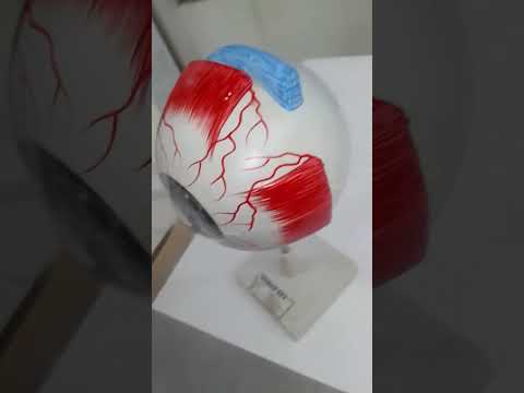 Human Eye Model