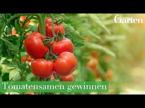 Anleitung: Tomatensamen gewinnen