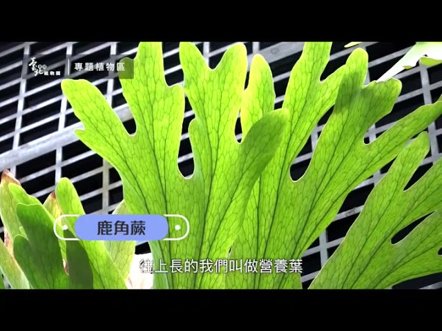臺北典藏植物園宣傳影片(108年版)