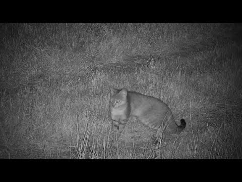 Djuma: African Wild Cat hunting for dinner - 20:44 - 05/23/19