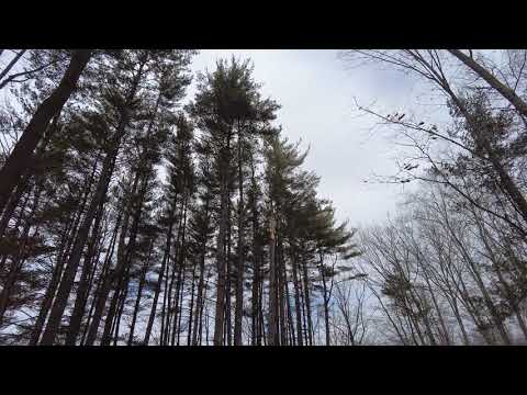 ⁴ᴷ⁶⁰ Walking the G. Thomas Donch Nature Preserve in Franklin Lakes, New Jersey