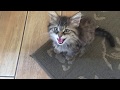 Penting Bea the Maine Coon Kitten 2 Electric Boogaloo, Video maine coon cat harga paling dicari!