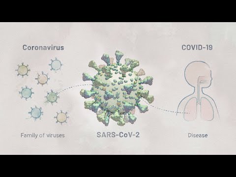 Biology of SARS-CoV-2: Infection | HHMI BioInteractive Video