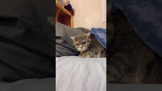 The angry cat screams when pulled out of bed