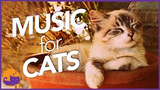 Magic Music for Cats - UNBELIEVABLE Results (Teste