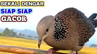 Download lagu Super Gacor, Big, Most Awesome Sounding Turtle Dove mp3