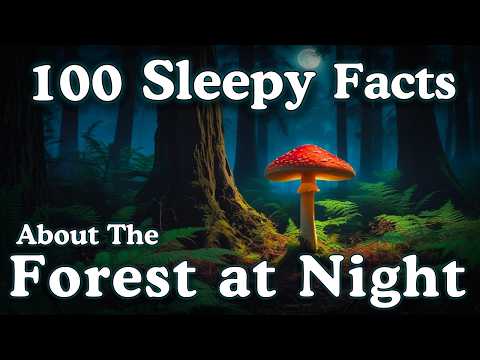The Most Relaxing Facts About The Forest At Night to Fall Asleep To