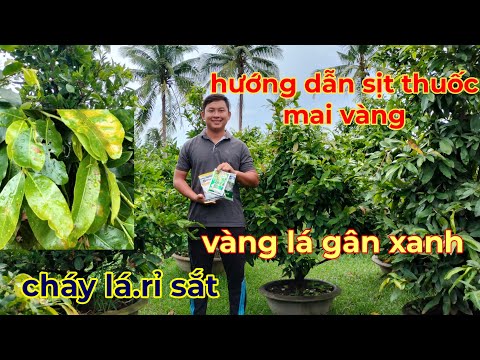 cách phòng ngừa trị bệnh mai vàng vào mùa mưa.0359611594 hai lúa