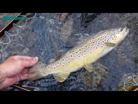 本流羅針盤TRAVELING Vol.38