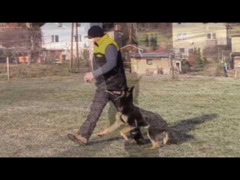 Corby Greymary - obedience 8,5 months - 12/2016