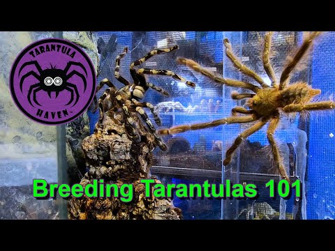Breeding Tarantulas 101