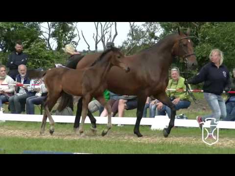 NF164 Stutfohlen von Armand xx - Cristo - Lantaan