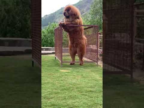 Tibetanski mastif – „Pan się nie boi puszek nie gryzie”