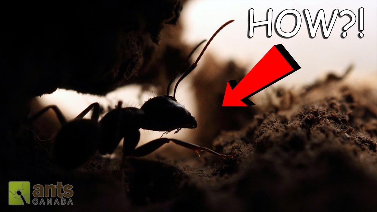 TELEPORTING CARPENTER ANTS?! (INCREDIBLE!)