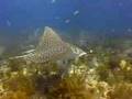 This Is Diving PADI Promotional VIdeo