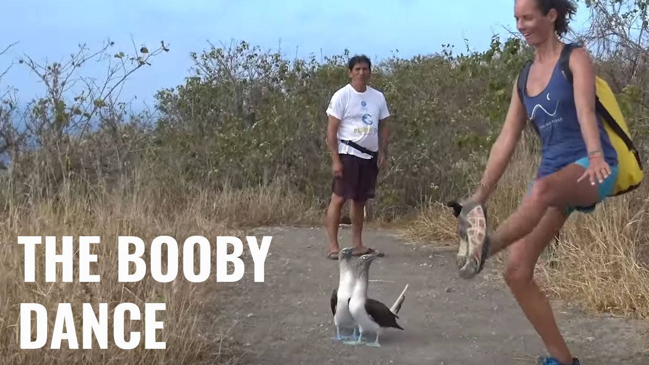Don't mess with those boobies! Poor Man's Galápagos at its best - UNTIE THE LINES IV #53