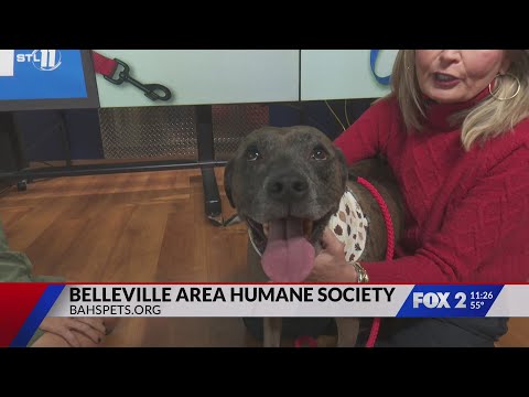 Adopt Rudder, the dog - YouTube