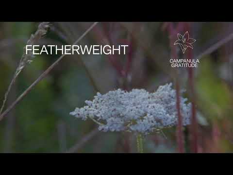Fleet Foxes - "Featherweight" (Lyric Video)