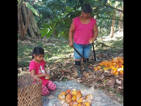 ROTARY CLUB OF LIMON: INDIGENOUS WOMEN COCOA FARMERS