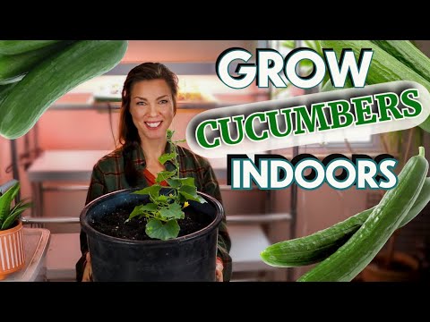 How to Grow Cucumbers Indoors 🥒