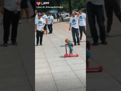 Un perro andando en monopatín
