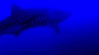 preview picture of video 'Whale Shark @ Angel's Cove'
