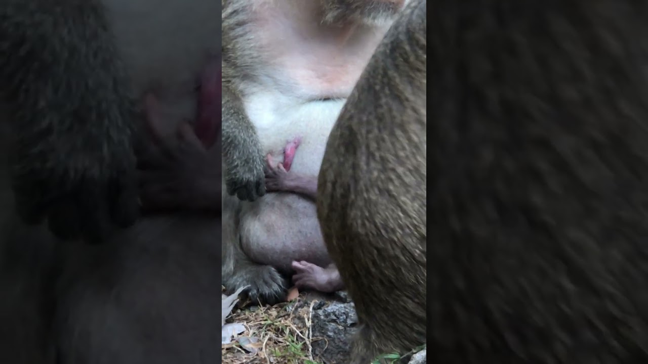 So CUTE Animals You Won't Believe Exist