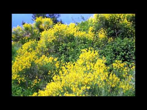 Klapa Trogir - Okruk selo