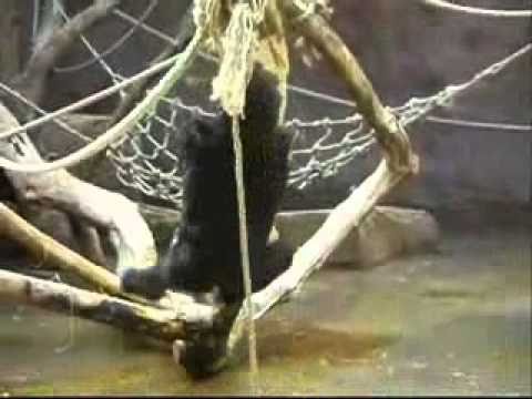 19.09.2009 - Tatu, vis na laně za zuby