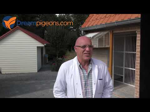Video Stefan Steenbergen - Hokvoorstelling