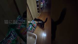 変わってきた犬猫の暮らし#愛犬ピット #黒猫ロック