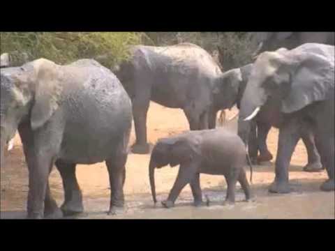 Pete's Pond  Huge Breeding Herd of Elephants  11:25 AM Sept 17, 2016