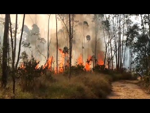 Queimadas destroem mais de 50 hectares em dois dias na Feena