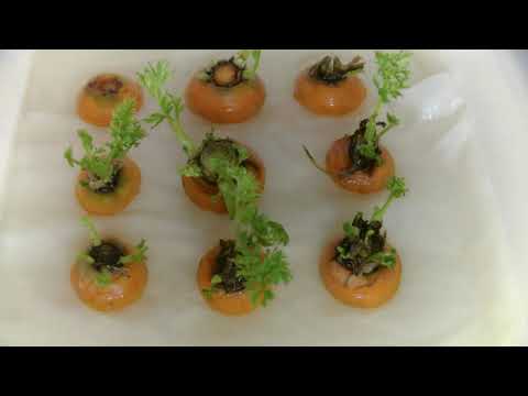 Time Lapse - Carota Germoglia 14 giorni in soli 75 secondi