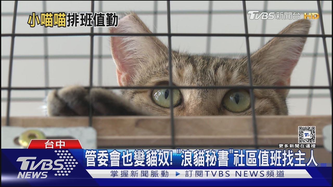 管委會也變貓奴！「浪貓秘書」社區值班找主人