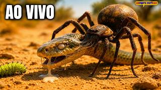 INSETOS BRUTAIS : Uma Guerra Pela Sobrevivência - TV SEMPRE CURIOSO