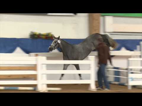 Clinton - Carthago Z - KN 52