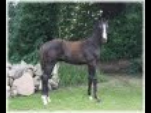 Dynamic Dream x Vitalis * colt born 05.21 * Rudilore-Dam-Line