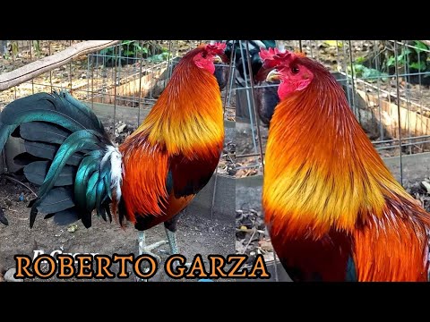 Beautiful Black Brownred Spangled Penny Hatch Yellow Leg Kelso Leiper Sweater Albany Granja R. Greer