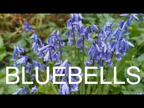 Acres of native English Bluebells at Blickling Woods #bluebell #wildflowers #norfolk