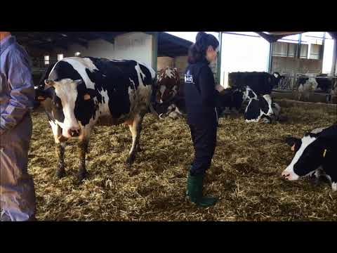 Zona de descanso Estabulación libre clásica