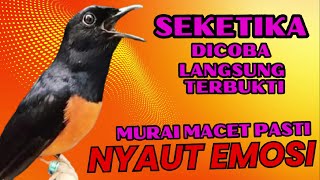 Download lagu PANCINGAN PAGI-PAGI AGAR MURAI GACOR❗❗ MURAI MACET PASTI NYAUT EMOSI❗❗ mp3 Download lagu PANCINGAN PAGI-PAGI AGAR MURAI GACOR❗❗ MURAI MACET PASTI NYAUT EMOSI❗❗ mp3
