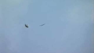 falcon aerobatics