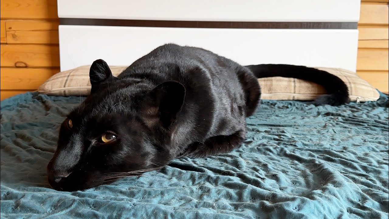 Lunch in a tree with Luna the panther (ENG SUB)